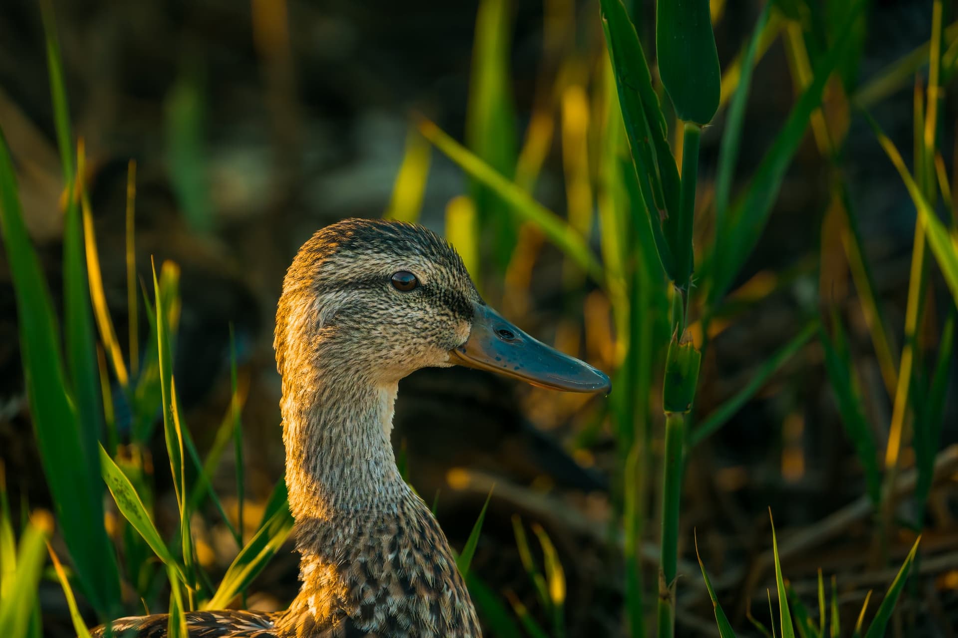 Mallard — wildlife photography by Aninda Sundar Mohanty