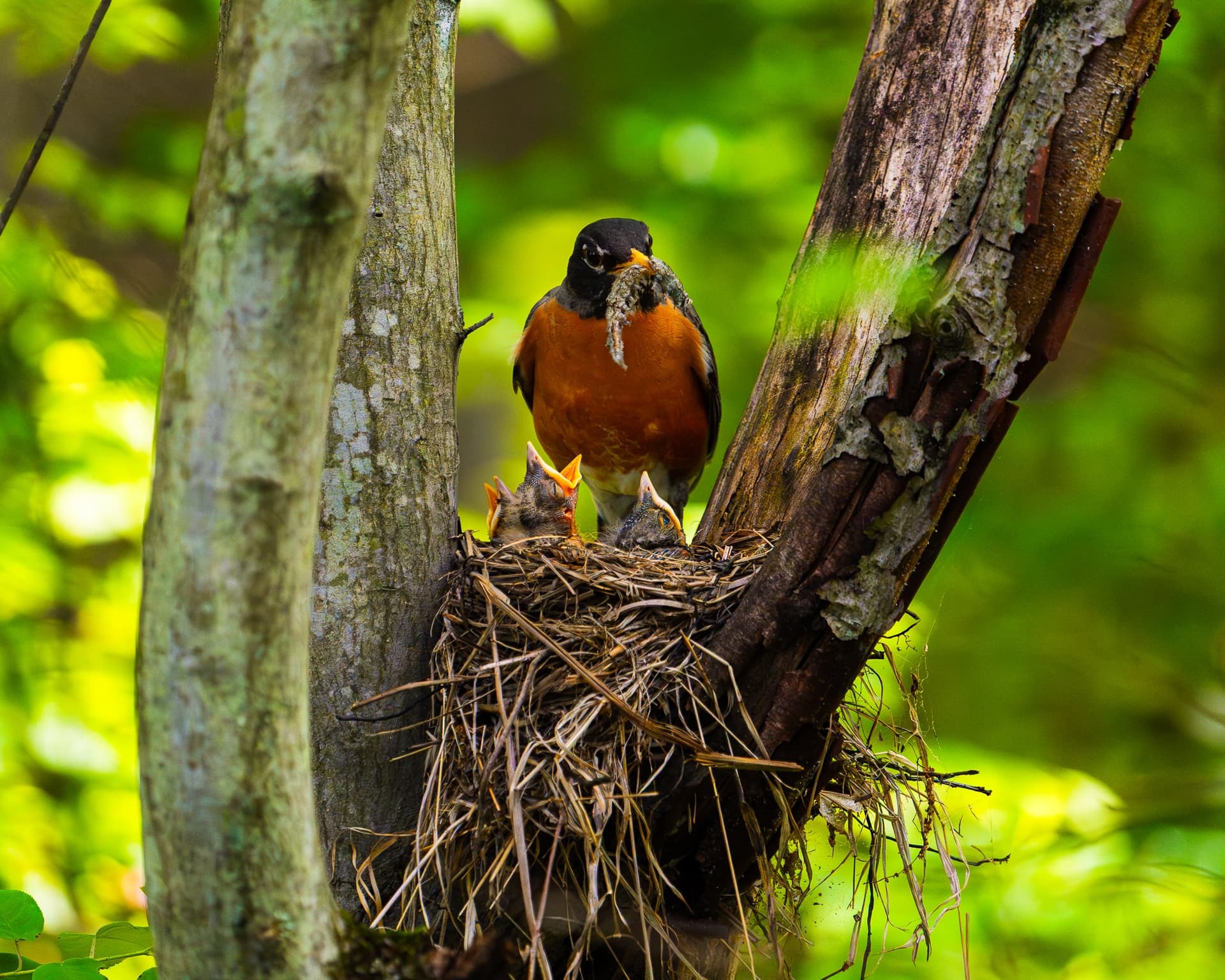 American Robin — wildlife photography by Aninda Sundar Mohanty