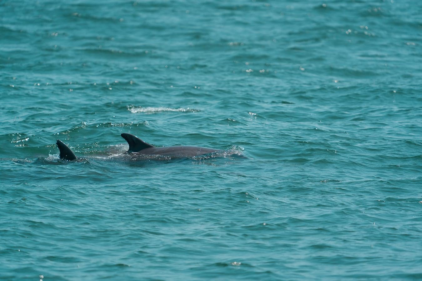 Dolphins — wildlife photography by Aninda Sundar Mohanty