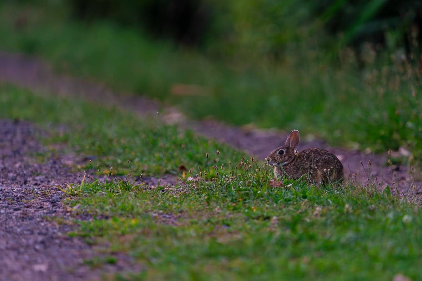 Rabbit — wildlife photography by Aninda Sundar Mohanty