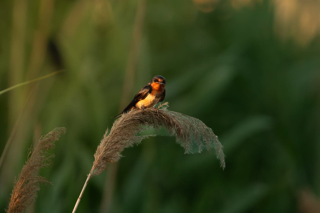 Tree Swallow — wildlife photography by Aninda Sundar Mohanty