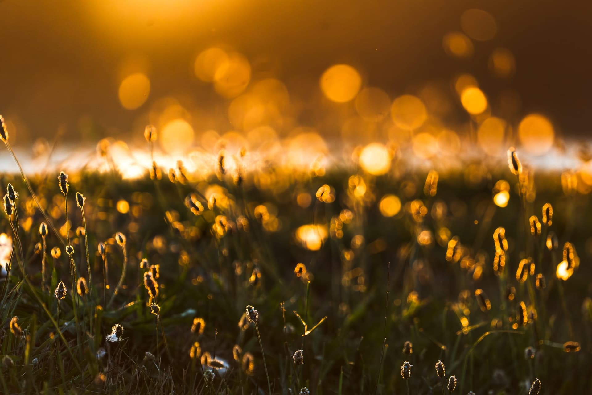 Sunset at park — wildlife photography by Aninda Sundar Mohanty