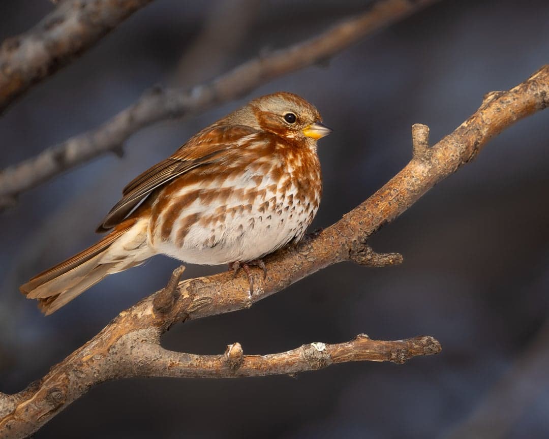 Fox Sparrow — wildlife photography by Aninda Sundar Mohanty