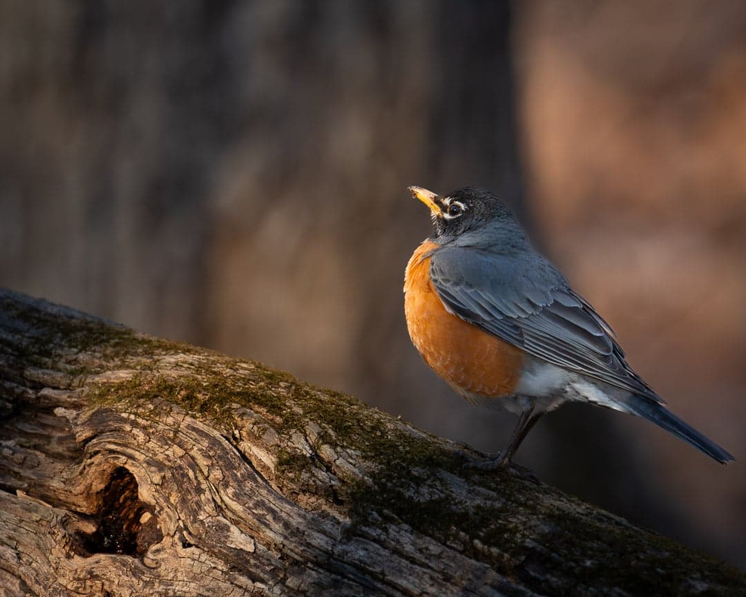 American Robin — wildlife photography by Aninda Sundar Mohanty