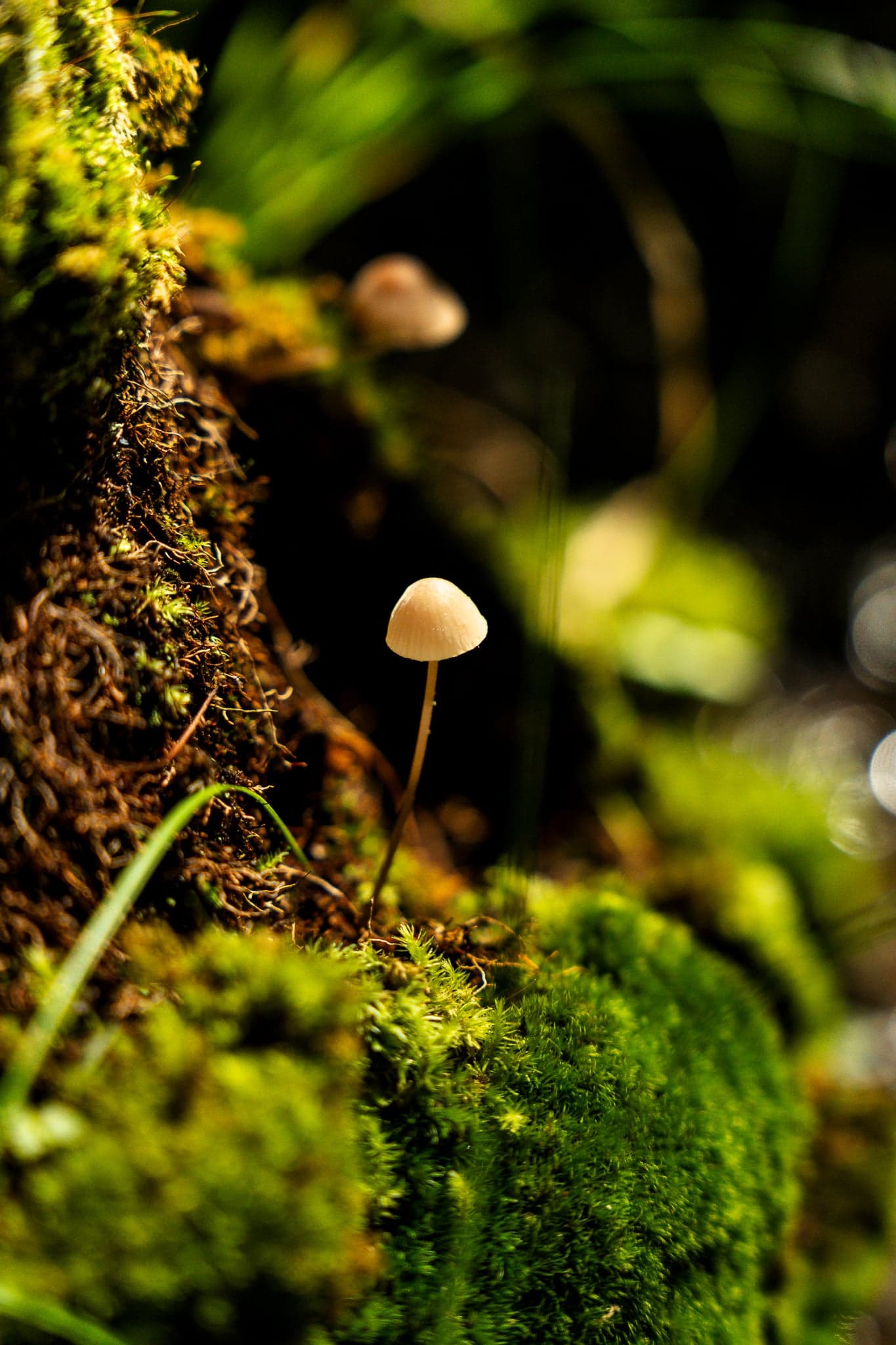 Scenery photography collection — cover image